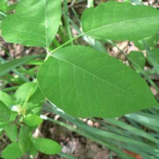 poison ivy identification