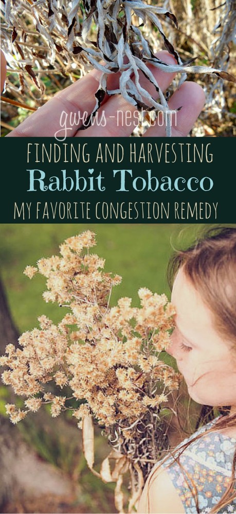 Rabbit tobacco herb is one of my favorite remedies for chest congestion, and I'll show you how to ID, collect, and process it yourself!