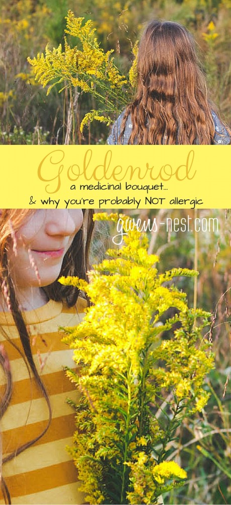 Goldenrod herb- why you're probably NOT allergic to it, and ALL of the amazing uses for this lovely herb!