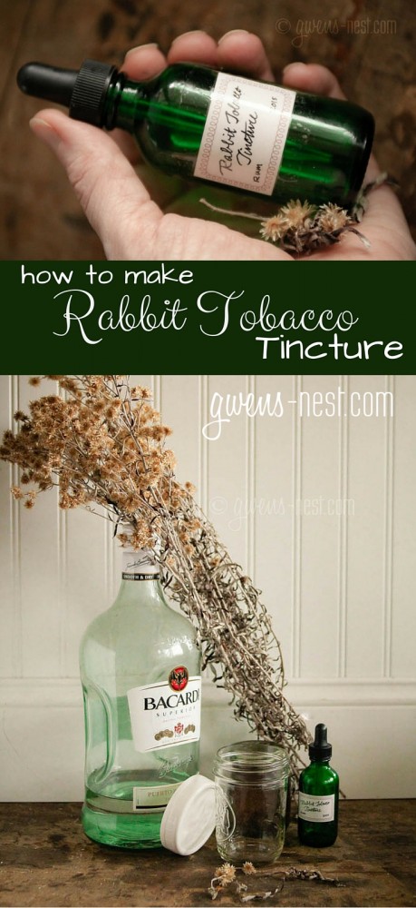 I'll show you how to make a tincture using rabbit tobacco- a fantastic antiviral herb!