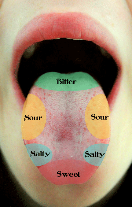 taste receptors